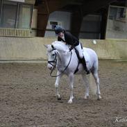 Anden særlig race UFFE