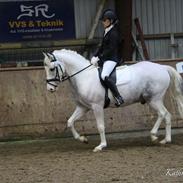 Anden særlig race UFFE