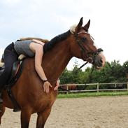 Hollandsk Varmblod Abby