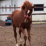 Dansk Varmblod Granly's diamond boy