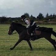 Irsk Hunter Chapman de la cruz