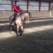 Irsk Hunter Chapman de la cruz