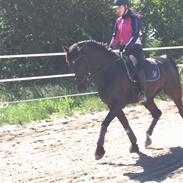 Oldenborg Fillip