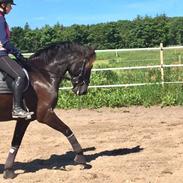 Oldenborg Fillip