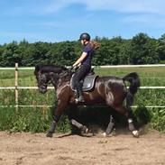 Oldenborg Fillip