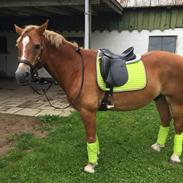 Welsh Cob (sec D) Kiding Game On