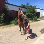 Dansk Varmblod OK-Gruppen Akasia