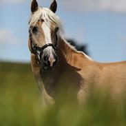 Haflinger Ferrari Bakkely