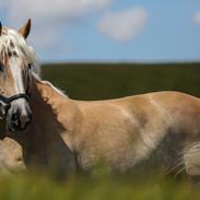 Haflinger Ferrari Bakkely