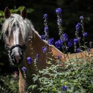 Haflinger Ferrari Bakkely