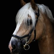 Haflinger Ferrari Bakkely