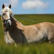 Haflinger Ferrari Bakkely