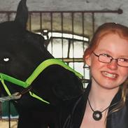 Fell pony Sorte sara