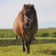 Anden særlig race Stald Dalby's Sika
