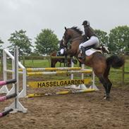 Westfaler Coloured Girl