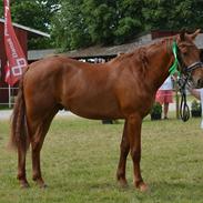 Frederiksborg TT's Vestergårds Rocky