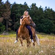 Welsh Cob (sec D) Kiding Game On