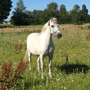 New Forest Feldholm's pontius