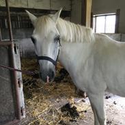 New Forest Feldholm's pontius