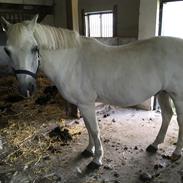 New Forest Feldholm's pontius