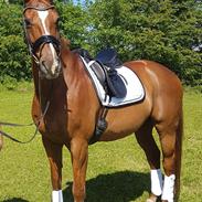 Dansk Varmblod Sandon