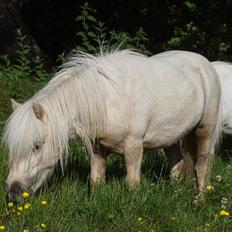 Shetlænder Hugo