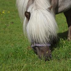 Shetlænder Pindstruphavens Silver Belle