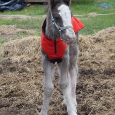 Irish Cob Stald Dalby's Tyrone