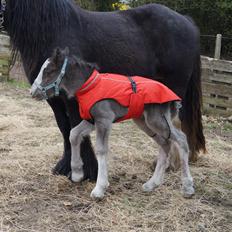 Irish Cob Stald Dalby's Tyrone
