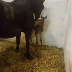 Anden særlig race Hm,s lille my  vad