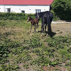 Anden særlig race Hm,s lille my  vad