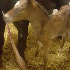 Anden særlig race Hm,s lille my  vad