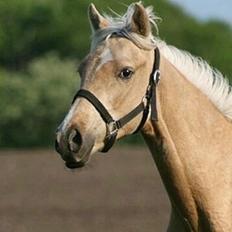 Welsh Partbred (Sec F) Aastrupsgaards Lukas