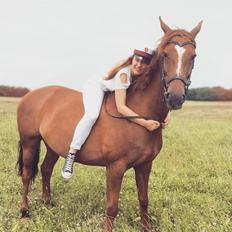 Dansk Varmblod Lille daugårds lady hit