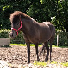 Islænder Hekla fra Vejlby Fed