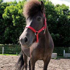 Islænder Hekla fra Vejlby Fed