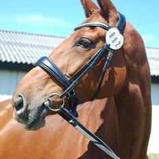 Oldenborg SØNDERGAARD'S APPELEYE