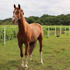 Dansk Varmblod Bonjour