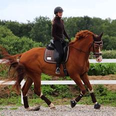 Dansk Varmblod Bonjour