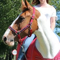 Anden særlig race Freja