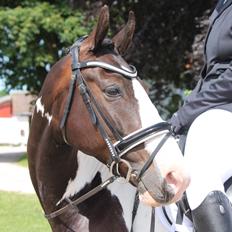 Pinto Bakkegaarden's Montoya