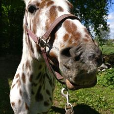 Appaloosa Santuti R.I.P