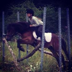 Gotlandsruss Pingo pan