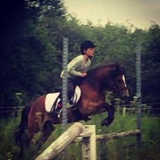 Gotlandsruss Pingo pan