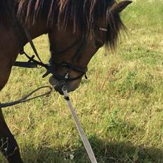 Anden særlig race Herkules