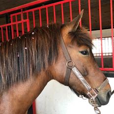 Anden særlig race Herkules