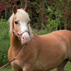 Haflinger Tilde *Himmelhest*