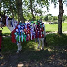 Anden særlig race Strit