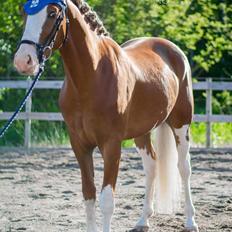 Anden særlig race Zurreal Perfection/Zokke