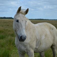 Anden særlig race Clinton  (Præsidenten) 